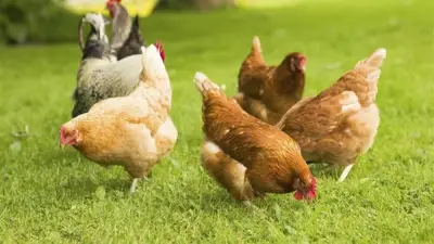 انخفاض أسعار الدواجن البلدي 3 جنيهات في بورصة اليوم الأحد 15 مارس 2026