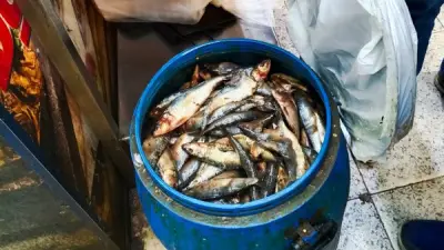 المنوفية تضبط 420 كيلو أسماك فاسدة في حملات تموينية مكثفة خلال عيد الفطر