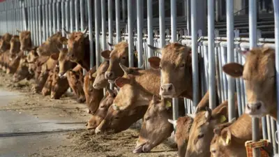 كفر الشيخ: إنجاز بيطري بتلقيح 4218 رأس ماشية خلال مارس 2026