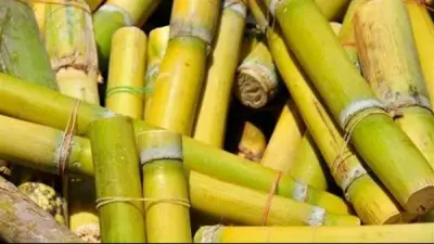 استلام 4.3 مليون طن قصب سكر في مصر خلال موسم التوريد 2026