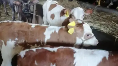 الشرقية: مسح تناسلي لـ5576 رأس ماشية وتلقيح اصطناعي لـ2289 ضمن مشروع تحسين السلالات