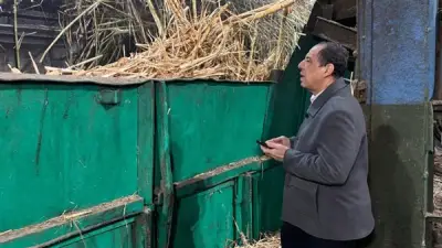 التموين تستهدف توريد 6 ملايين طن قصب لإنتاج 675 ألف طن سكر في موسم 2026