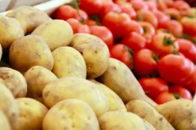 أسعار الطماطم في سوق العبور تتراوح بين 8 و18 جنيهاً للكيلو