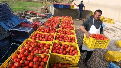 تعطل تصدير الحاصلات المصرية بعد إغلاق الأجواء.. والحكومة تتحرك بخطة عاجلة