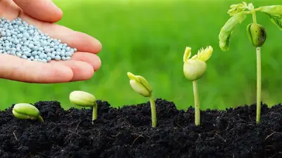 ارتفاع أسعار الأسمدة اليوم باستثناء السلفات في الأسواق المحلية