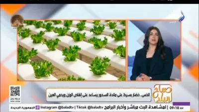 برنامج 'صباح البلد' يكشف عن فوائد الخس الصحية في نظامنا الغذائي اليومي
