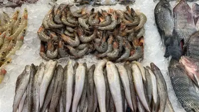 أسعار الأسماك تشهد تباينًا اليوم: انخفاض الكابوريا وارتفاع البلطي والجمبري