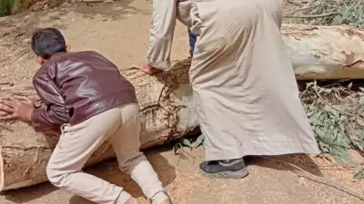 رياح عاتية تتسبب في سقوط شجرة كافور وقطع أسلاك كهربائية في المنوفية