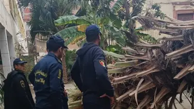 سقوط نخلة داخل مقر تعليمي بالإسكندرية بسبب العاصفة الريحية الشديدة