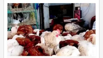 استقرار أسعار الدواجن في أسوان اليوم مع تفاوت طفيف بين الأسواق