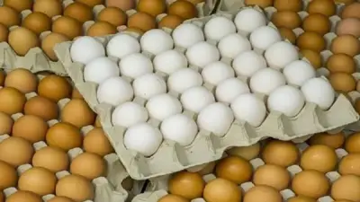 استقرار أسعار كرتونة البيض اليوم الأحد في بورصة الدواجن ومحال الجملة