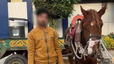 القبض على متهم بتعذيب حصان في القليوبية وعقوبة قاسية تنتظره