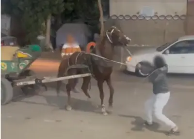 الداخلية تكشف ملابسات فيديو ضرب حصان بكرباج في القليوبية وتعلن القبض على المتهمين