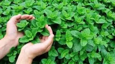 قصف صاروخي لحزب الله على نهاريا يصيب ستة إسرائيليين بينهم أطفال