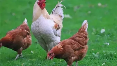 ارتفاع أسعار الفراخ البيضاء وانخفاض البلدي في بورصة الدواجن اليوم الثلاثاء