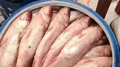 نصائح ذهبية لتقليل أضرار تناول الفسيخ والرنجة في عيد الفطر