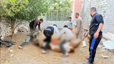 القارئ محمد كامل نجم يذبح عجلاً ويوزعه على أهالي قريته احتفالاً بفوزه في برنامج دولة التلاوة