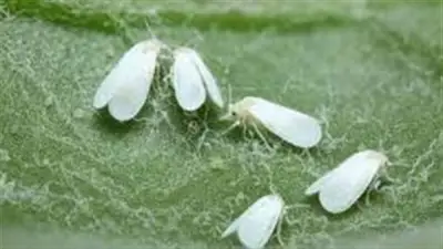 هيئة الدواء المصرية تحظر مبيد كلوروبيرفوس استجابة لتحذيرات برلمانية من مخاطر المبيدات غير الآمنة