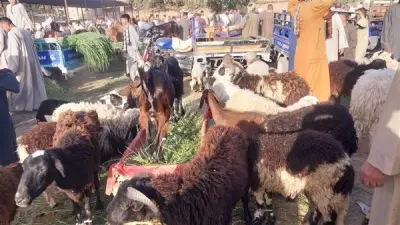 محافظ الأقصر يشرف على استعدادات الحملة القومية لتحصين الثروة الحيوانية ضد الأمراض الوبائية