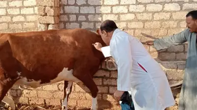 القليوبية تطلق حملة تحصين شاملة ضد الأمراض الوبائية في الثروة الحيوانية