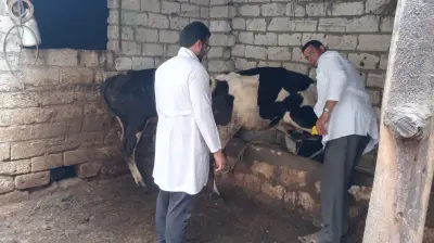 انطلاق الحملة القومية للتحصين البيطري ضد الجلد العقدي وجدري الأغنام بالبحيرة لمدة شهر