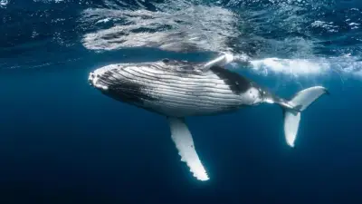 عودة حوت أحدب إلى المياه المفتوحة قرب بحر الشمال بألمانيا بعد إنقاذه