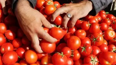 خبير زراعي يتوقع انخفاض أسعار الطماطم خلال شهر مع تحسن المعروض