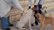 مديرية الطب البيطري بالإسماعيلية تواصل حملات تحصين الكلاب الضالة ضد مرض السعار