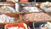 تقلبات أسعار الأسماك في سوق العبور: انخفاض البربون وارتفاع البلطي والجمبري