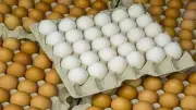 استقرار أسعار كرتونة البيض اليوم الأحد في بورصة الدواجن ومحال الجملة