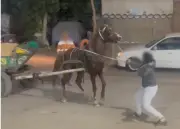 الداخلية تكشف ملابسات فيديو ضرب حصان بكرباج في القليوبية وتعلن القبض على المتهمين