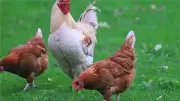 ارتفاع أسعار الفراخ البيضاء وانخفاض البلدي في بورصة الدواجن اليوم الثلاثاء