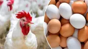 ثاني أيام العيد يشهد استقرارًا في أسعار الدواجن والبيض مع تحركات طفيفة