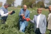 مدير معهد بحوث البساتين يوجه بالتوسع في زراعة هجن الطماطم الجديدة خلال المواسم المقبلة