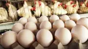 تراجع كبير في أسعار الدواجن والبيض بعد رمضان مع توقعات بزيادة الإنتاج المحلي