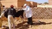 انطلاق الحملة القومية للتحصين ضد الأمراض الحيوانية بالوادي الجديد لتعزيز الأمن الغذائي