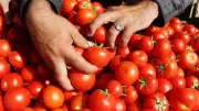 رئيس الوزراء يوضح أسباب أزمة الطماطم ويؤكد: الأسعار بدأت في الانخفاض