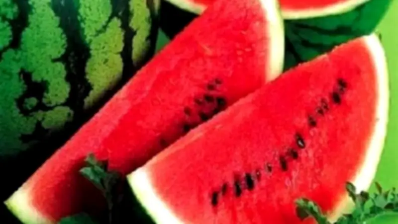 نقيب الفلاحين: انخفاض أسعار البطيخ بنسبة 20-30% مع زيادة المعروض في الأسواق