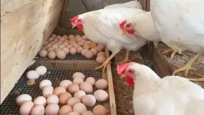 تذبذب أسعار الدواجن في المنيا: الفراخ البيضاء تصل إلى 105 جنيهات للكيلو