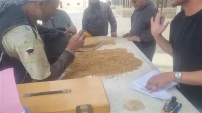 القليوبية تستعد لموسم القمح بتجهيز 11 موقع تخزين بسعة 327 ألف طن