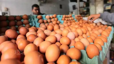 ارتفاع أسعار البيض في المنيا: كرتونة الأبيض تسجل 120 جنيهاً بزيادة 9 جنيهات