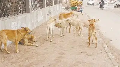 رئيس جمعية الرفق بالحيوان: 1.4 مليون حالة عقر سنوياً بسبب الكلاب الضالة