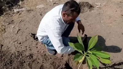 زراعة 140 شجرة مثمرة وزينة في زفتى بالغربية لمواجهة التغيرات المناخية