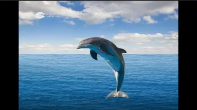 الدلافين: حراس البحر الذين ينامون بنصف دماغ ويبقون يقظين 15 يومًا