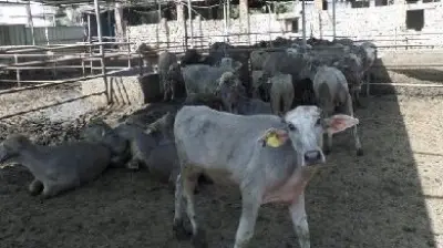 وزير الزراعة يوافق على صرف 154 مليون جنيه جديدة لمشروع البتلو لصالح 110 مستفيدين