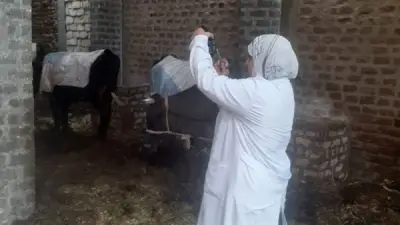 تحصين 175 ألف رأس ماشية في حملة قومية بسوهاج