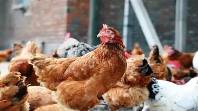 تحصين 177 ألف طائر ضد الأمراض الوبائية في كفر الشيخ خلال أبريل