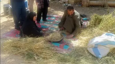 حصاد مبشر للشعير في الصف: 18 أردبا للفدان بإنتاجية مرتفعة