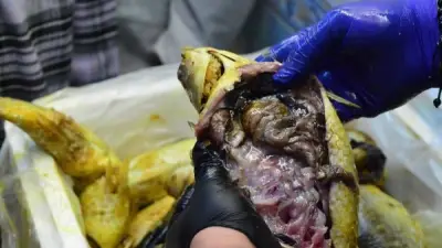 قبل شم النسيم.. تموين بورسعيد تحبط محاولة ترويج 189 كيلو فسيخ وسردين بدون بيانات