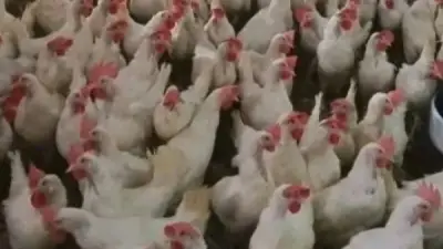 الوادي الجديد تواصل ضخ 20 ألف دجاجة من مدرسة موط الزراعية بأسعار مخفضة